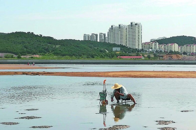 摆下"八卦阵"钓上蝼蛄虾 赶海人一天收入200元左右